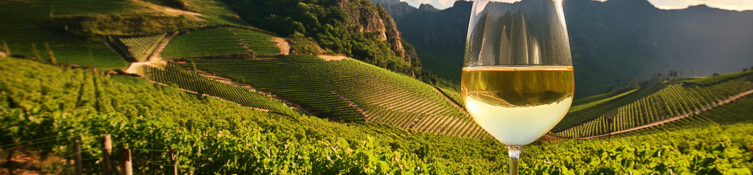 sklenice na chardonnay